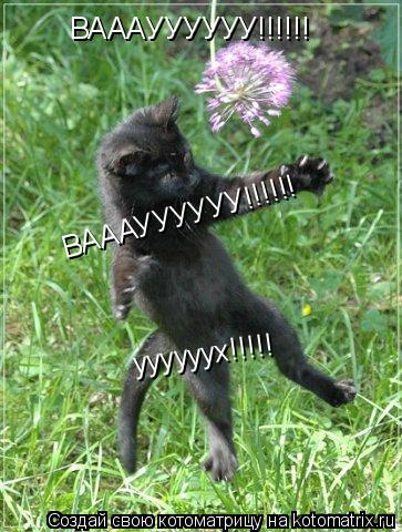 Котоматрица: ВАААУУУУУУ!!!!!! ВАААУУУУУУ!!!!!! уууууух!!!!!