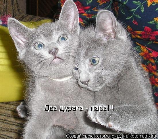 Котоматрица: Два дурака - пара!!!