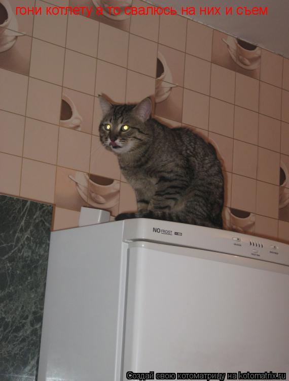 Котоматрица: гони котлету а то свалюсь на них и съем