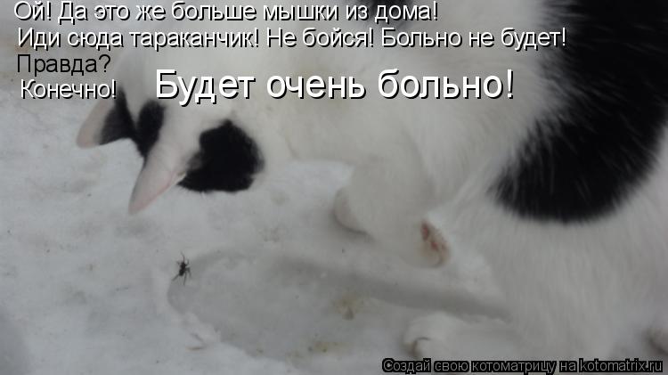 Котоматрица: Ой! Да это же больше мышки из дома! Иди сюда тараканчик! Не бойся! Больно не будет! Правда? Конечно! Будет очень больно!