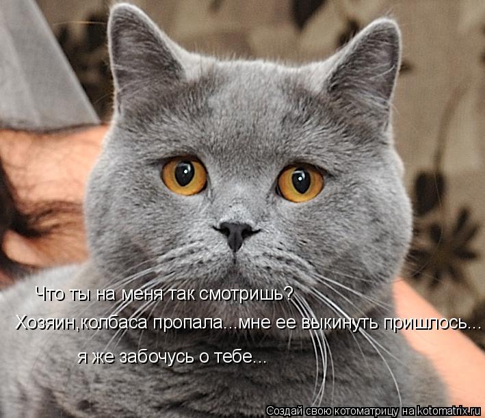 Котоматрица: Что ты на меня так смотришь? Хозяин,колбаса пропала...мне ее выкинуть пришлось... я же забочусь о тебе...