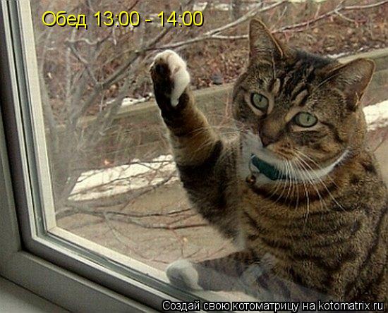 Котоматрица: Обед 13:00 - 14:00