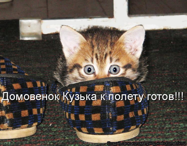 Котоматрица: Домовенок Кузька к полету готов!!! Домовенок Кузька к полету готов!!!