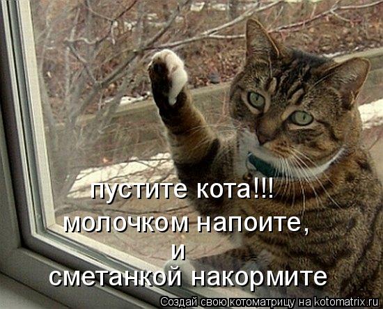 Котоматрица: пустите кота!!! молочком напоите, и сметанкой накормите