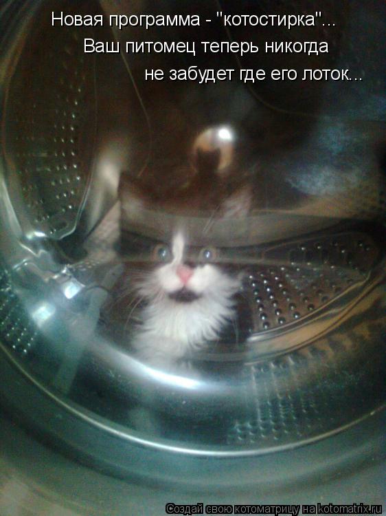 Котоматрица: Новая программа - "котостирка"... Ваш питомец теперь никогда  не забудет где его лоток...