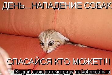 Котоматрица: ДЕНЬ...НАПАДЕНИЕ СОБАК СПАСАЙСЯ КТО МОЖЕТ!!!