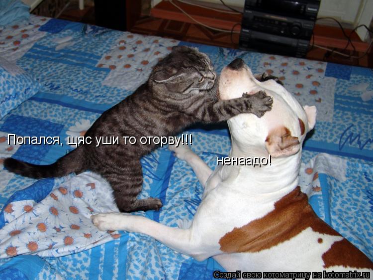Котоматрица: Попался, щяс уши то оторву!!! ненаадо!