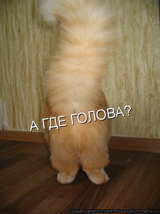 Котоматрица: А ГДЕ ГОЛОВА?