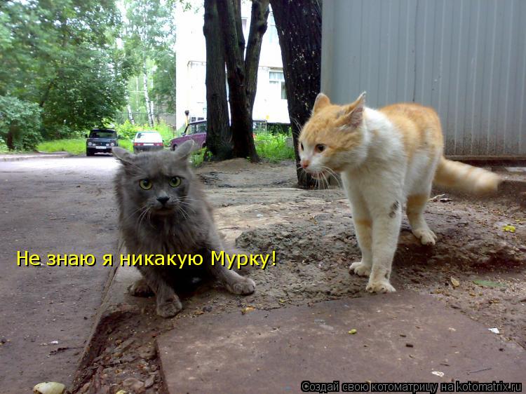 Котоматрица: Не знаю я никакую Мурку!