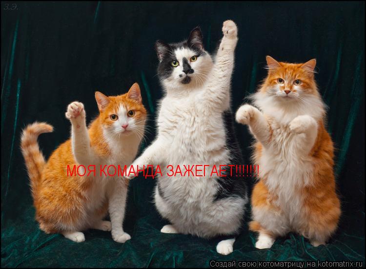 МОЯ КОМАНДА ЗАЖЕГАЕТ!!!!!!!... Котоматрица: МОЯ КОМАНДА ЗАЖЕГАЕТ!!!!!!!
