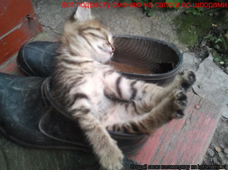вот подрасту сменяю на сапоги со шпорами... Котоматрица: вот подрасту сменяю на сапоги со шпорами