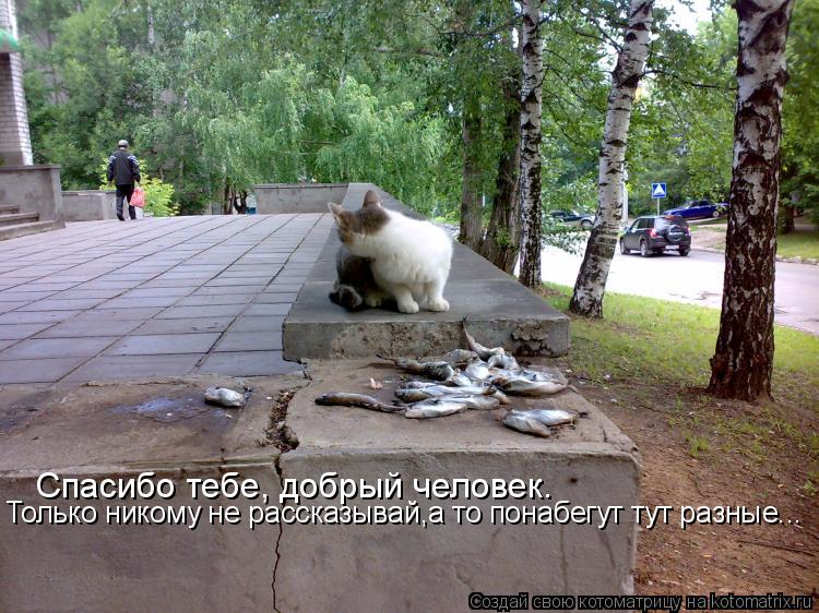 Спасибо тебе, добрый человек. Только никому не рассказывай,а то понабегут тут разные...... Котоматрица: Спасибо тебе, добрый человек. Только никому не рассказывай,а то понабегут тут разные...