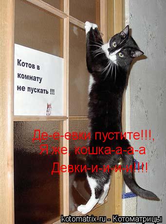 Де-е-евки пустите!!!, Я же, кошка-а-а-а Девки-и-и-и-и!!!!... Котоматрица: Де-е-евки пустите!!!, Я же, кошка-а-а-а Девки-и-и-и-и!!!!