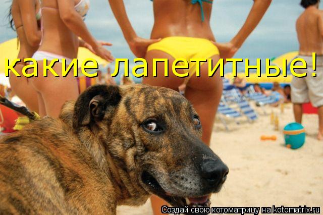 какие лапетитные!... Котоматрица: какие лапетитные!