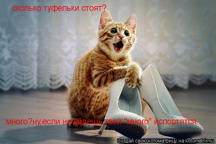 сколько туфельки стоят? много?ну,если не уйдешь,твои "много" испортятся...... Котоматрица: сколько туфельки стоят? много?ну,если не уйдешь,твои "много" испортятся...