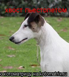 хвост пьестолетом... Котоматрица: хвост пьестолетом