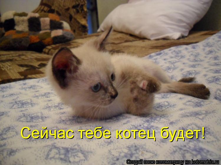 Котоматрица: Сейчас тебе котец будет!