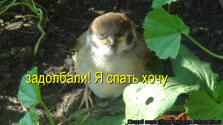 Котоматрица: задолбали! Я спать хочу