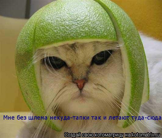 Котоматрица: Мне без шлема некуда-тапки так и  Мне без шлема некуда-тапки так и летают туда-сюда