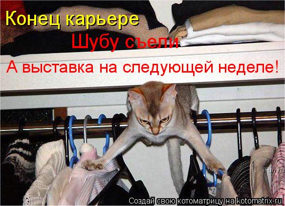 Котоматрица: Конец карьере Шубу съели А выставка на следующей неделе!