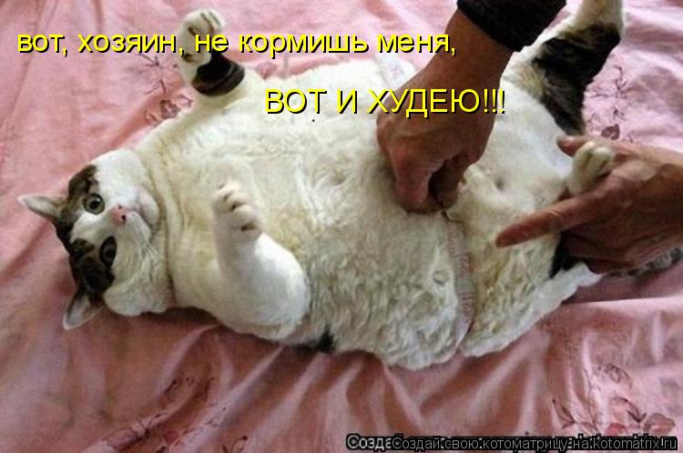 Котоматрица: вот, хозяин, не кормишь меня,  ВОТ И ХУДЕЮ!!!