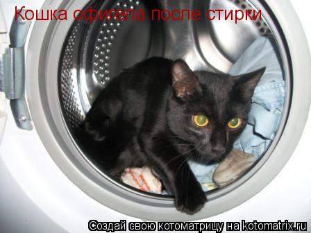 Котоматрица: Кошка офигела после стирки