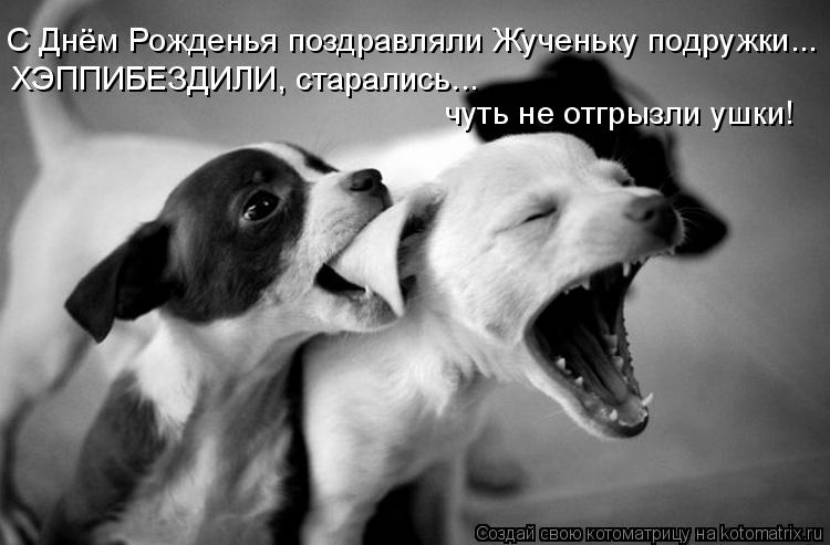 Котоматрица: С Днём Рожденья поздравляли Жученьку подружки... ХЭППИБЕЗДИЛИ, старались... чуть не отгрызли ушки!