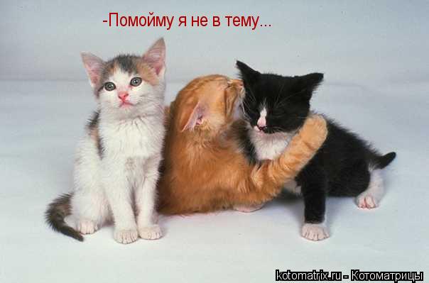 Котоматрица: -Помойму я не в тему...
