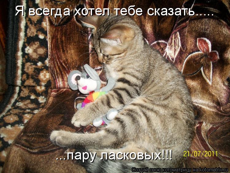 Котоматрица: Я всегда хотел тебе сказать..... ...пару ласковых!!!