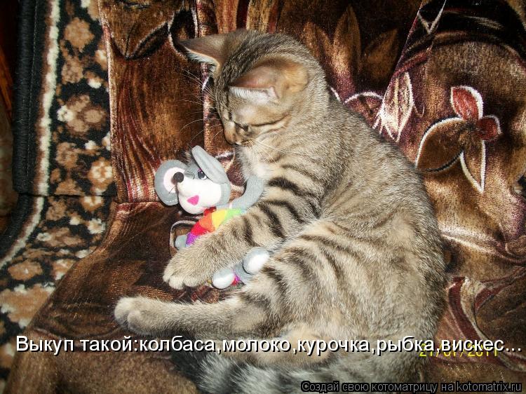 Котоматрица: Выкуп такой:колбаса,молоко,курочка,рыбка,вискес...