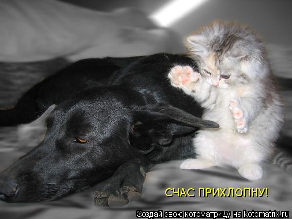 Котоматрица: СЧАС ПРИХЛОПНУ!