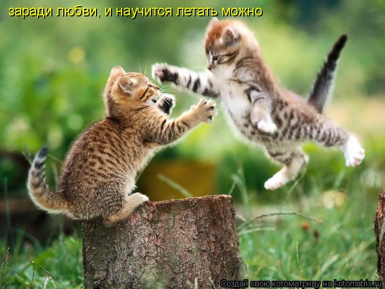 Котоматрица: заради любви, и научится летать можно