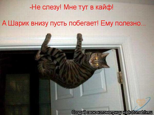 Котоматрица: -Не слезу! Мне тут в кайф! А Шарик внизу пусть побегает! Ему полезно...