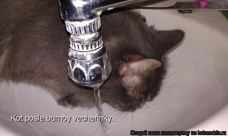Котоматрица: Kot posle burnoy vecherinky...
