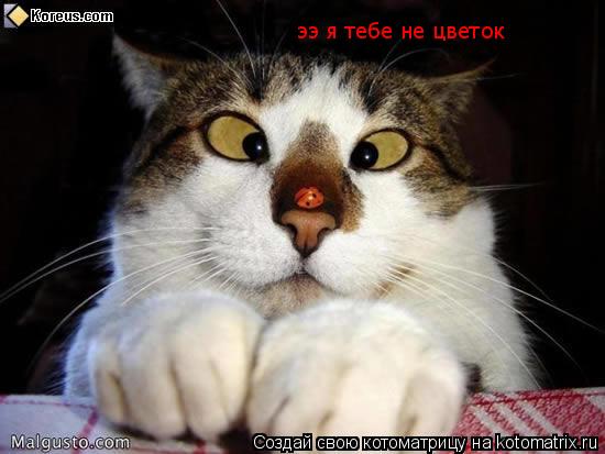 Котоматрица: ээ я тебе не цветок