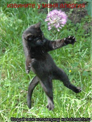 Котоматрица: извините у меня алергия
