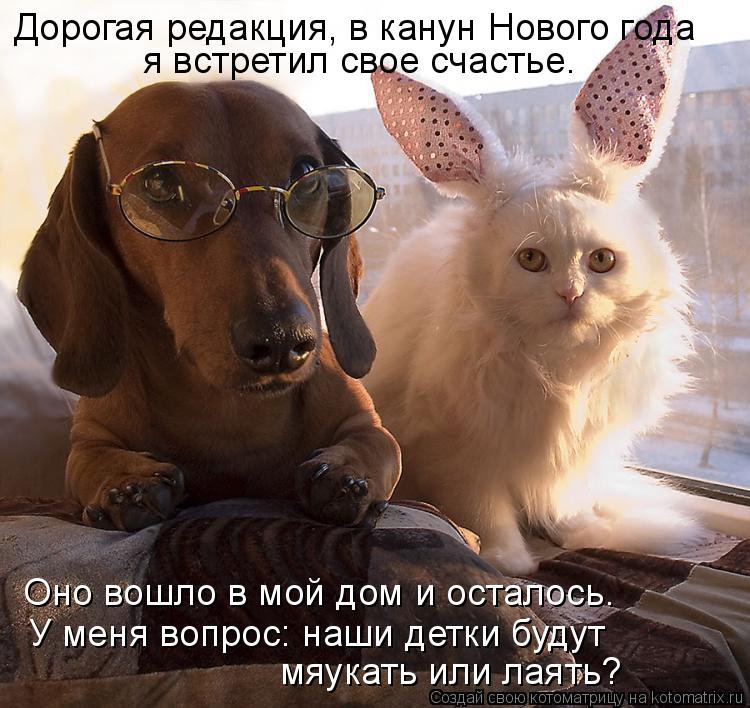 Котоматрица: Дорогая редакция, в канун Нового года  я встретил свое счастье.  Оно вошло в мой дом и осталось.  У меня вопрос: наши детки будут мяукать или л