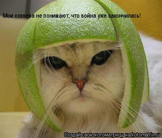 Котоматрица: Мои хозяева не понимают, что война уже закончилась!