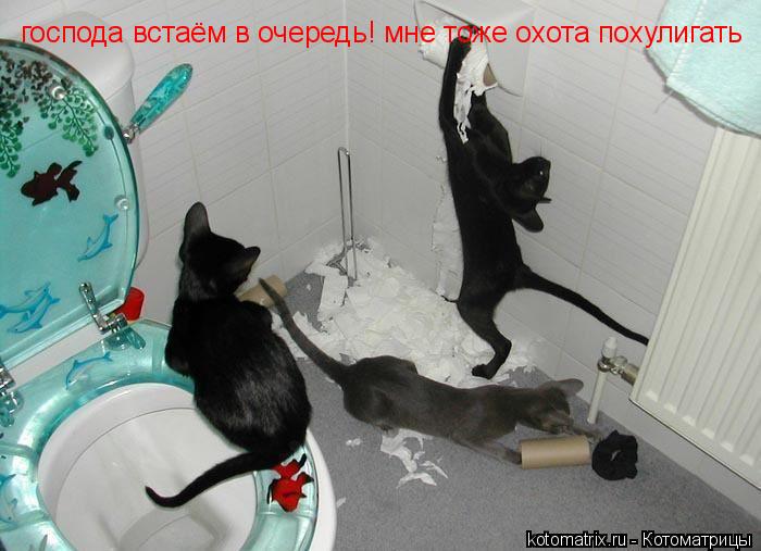 Котоматрица: господа встаём в очередь! мне тоже охота похулигать