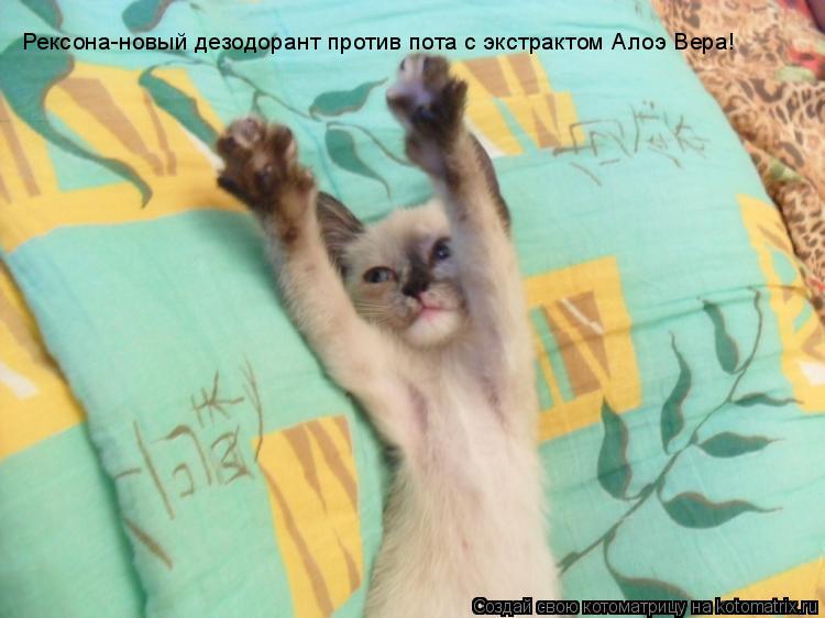 Котоматрица: Рексона-новый дезодорант против пота с экстрактом Алоэ Вера!