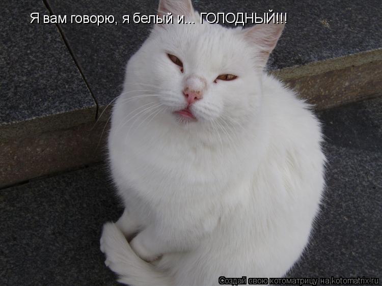 Котоматрица: Я вам говорю, я белый и... ГОЛОДНЫЙ!!!
