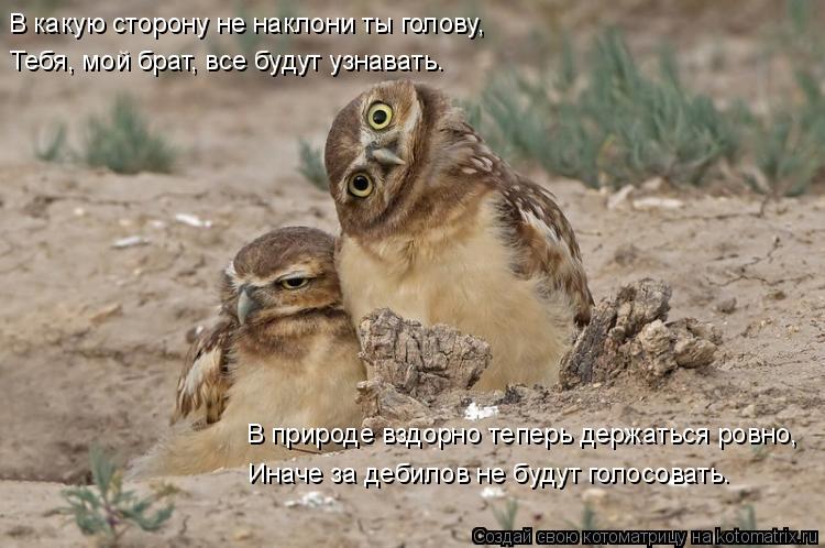 Котоматрица: В какую сторону не наклони ты голову, Тебя, мой брат, все будут узнавать. В природе вздорно теперь держаться ровно, Иначе за дебилов не будут 
