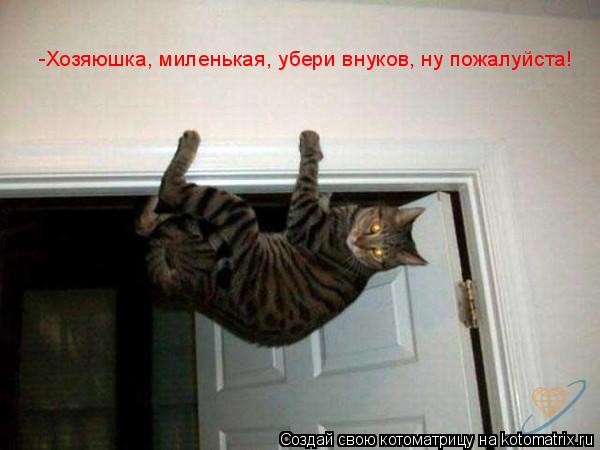 Котоматрица: -Хозяюшка, миленькая, убери внуков, ну пожалуйста!