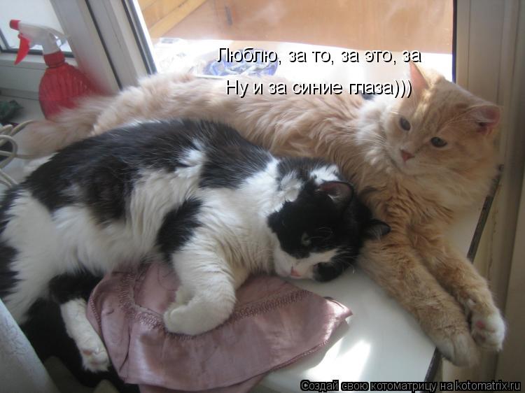Котоматрица: Люблю, за то, за это, за Ну и за синие глаза)))