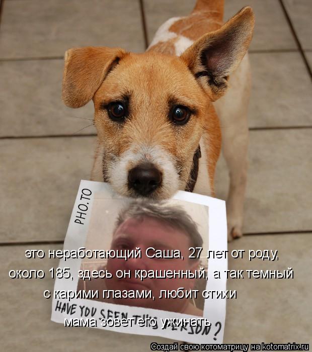 Котоматрица: это неработающий Саша, 27 лет от роду,  около 185, здесь он крашенный, а так темный с карими глазами, любит стихи мама зовет его ужинать