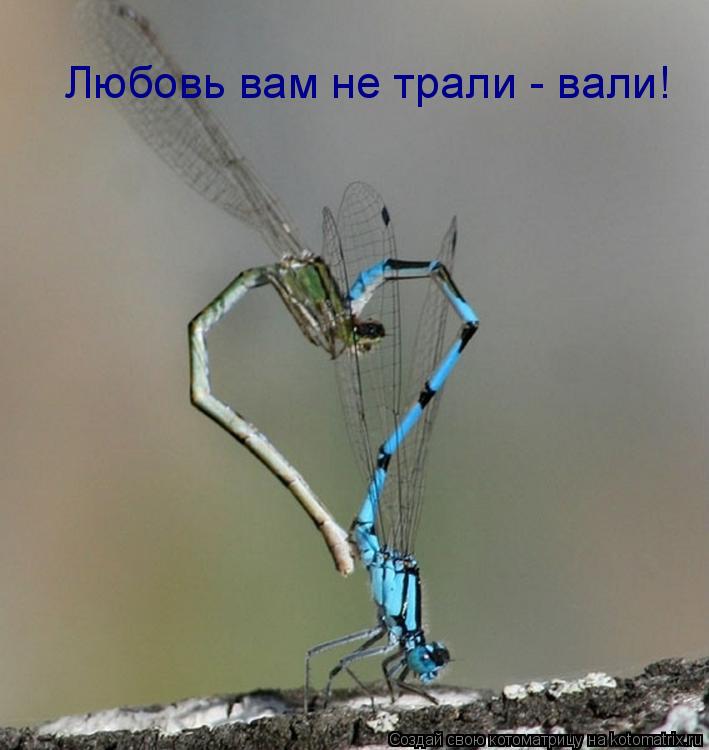 Котоматрица: Любовь вам не трали - вали!