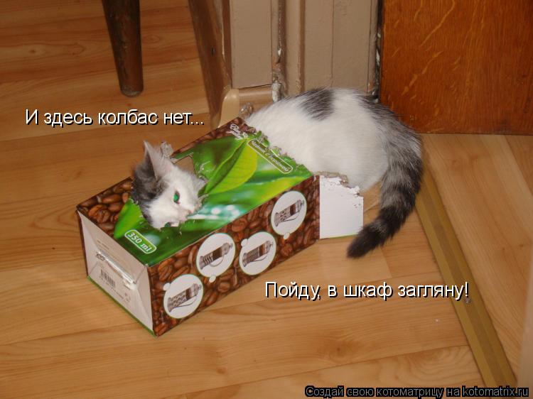 Котоматрица: И здесь колбас нет... Пойду, в шкаф загляну!