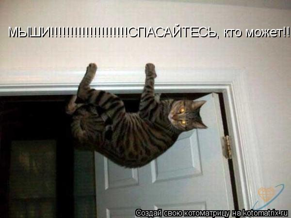 Котоматрица: МЫШИ!!!!!!!!!!!!!!!!!!!!СПАСАЙТЕСЬ, кто может!!!!!