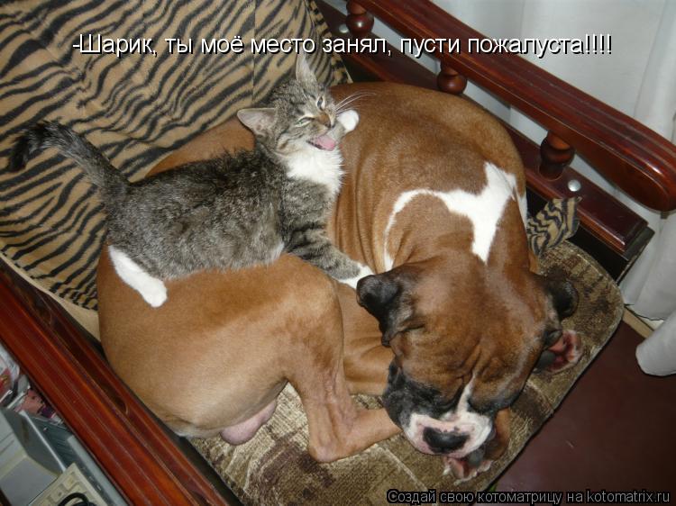 Котоматрица: -Шарик, ты моё место занял, пусти пожалуста!!!!