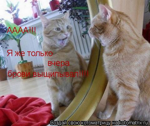 Котоматрица: АААА!!! Я же только  вчера  брови выщипывал!!!!
